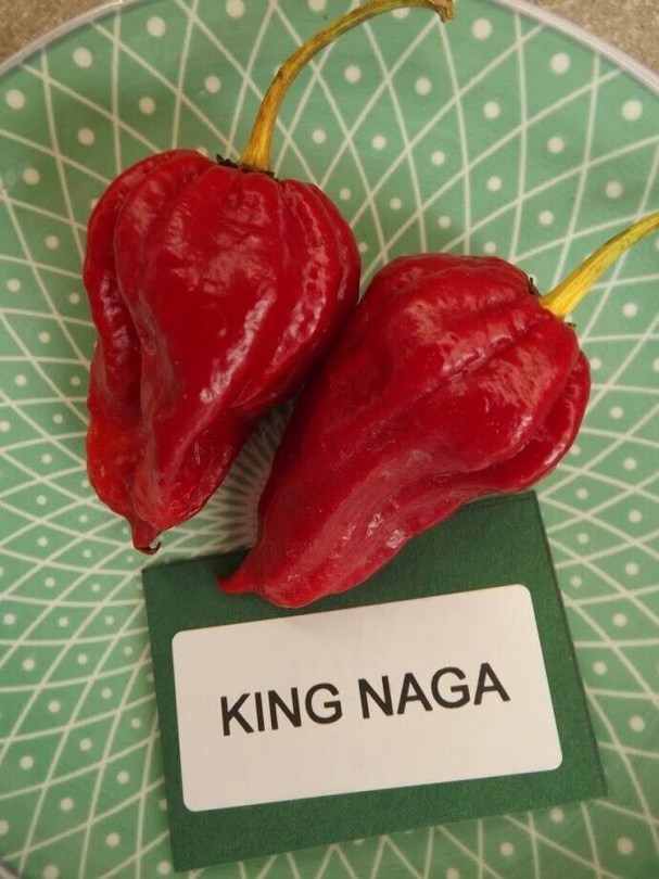 King Naga chili - Csípős paprika ritkaságok az Egzotikus Növények Stúdiója kínálatában